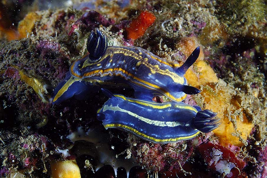 Hypselodoris fontandraui